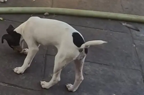 Perro perdido, Ventorrillo Vazquez, 29130, Málaga, España, Alhaurin el Grande — bodeguera hembra de 3 meses - photo