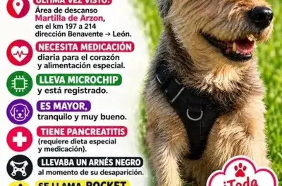 Perro perdido en el área de descanso de Matilla de Arzón, Castilla y León, Leon — Yorkshire grande y mayor - photo
