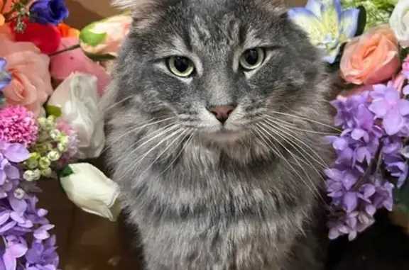 Lost male cat, Martins Road, 91, Salisbury — shy, long dark grey fur - photo