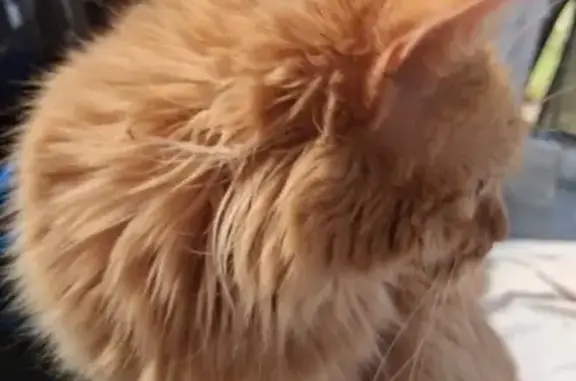 Lost cat, Follett Street, Adelaide, Alexandrina — ginger female, 4 years old - photo
