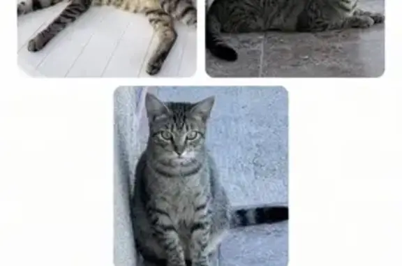 Gato perdido, Calle de Montejurra, Alcantarilla, Murcia — macho pequeño y castrado - photo