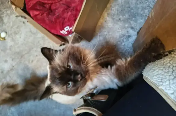 Found cat, 92VG+6V, Newport-on...