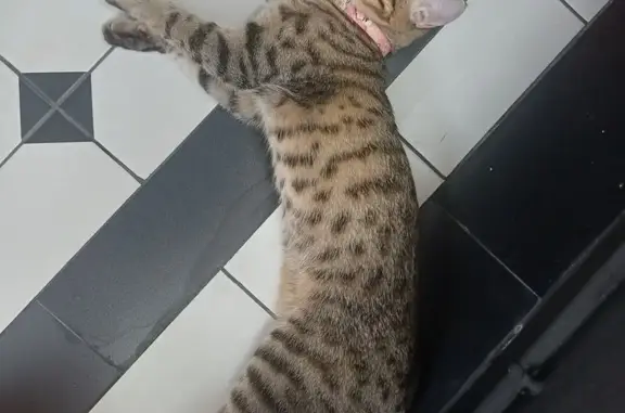 Lost cat, female, Lorong 28 Geylang, 11, Hougang — wearing a pink necklace - photo