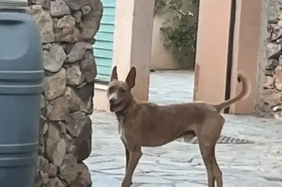 Perro encontrado Nijar, foto: Perro encontrado, Diseminado Playazo, 4, Nijar — muy tímido y con collar