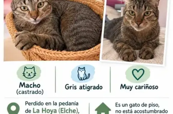 Gato perdido, Carrer los Miras, 33, La Foia, Valencia — gato de piso no acostumbrado a la calle - photo