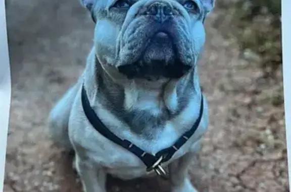 Perro perdido, Camino de la Sabatera, 66, Teulada, Calp — bulldog francés gris de ojos verdes - photo
