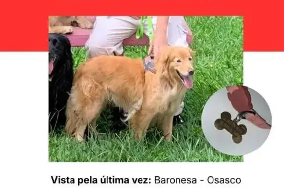 Cachorro perdido (fêmea), Rua...