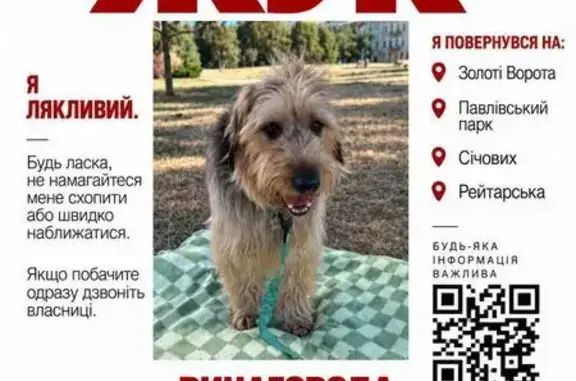 Зникла собака, хлопчик, вулиця Володимира Винниченка, Київ — кудлатий, середнього розміру - photo
