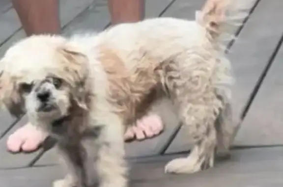 Zoie is a 13 year old white shihzu. She got out of out back yard last night. Very sweet girl. Her hair cut is a bit choppy since we bathed her and tried to clip her hair 2 days ago. Zoie didn’t have her collar on. She is chipped.