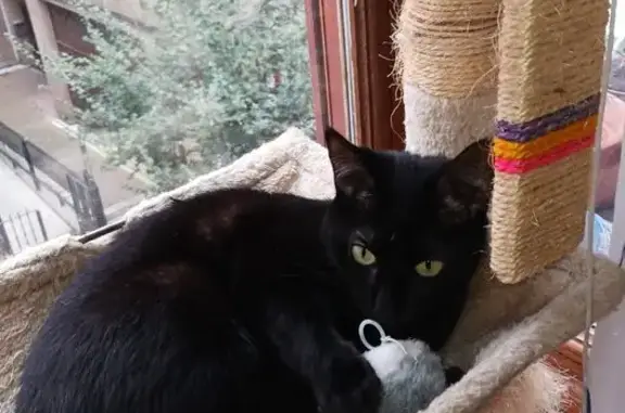 Gato perdido, hembra, Calle Ibarra Kalea, 5, San Vicente de Barakaldo, Barakaldo — asustadiza, 5 años - photo