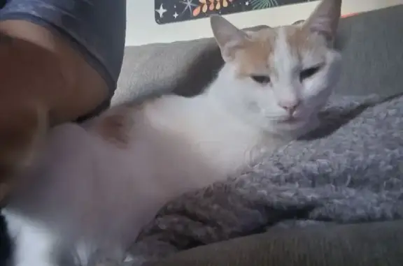 Lost pets Washington, photo: Lost male cat, John Street, 29, Wilkes-Barre, Washington — white and brown