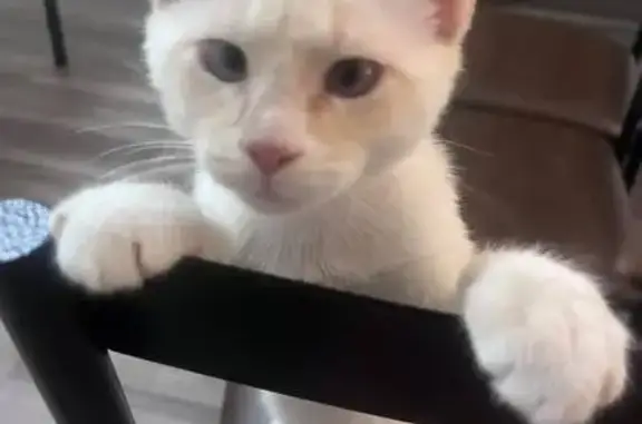 Lost cat, Paddington Court, 6409, Centreville, Baltimore — friendly white male indoor cat - photo