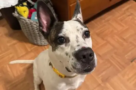 Found pets Brooklyn, photo: Found male dog, Dekalb Avenue, 590, Brooklyn — white with brown facial patches and black spots