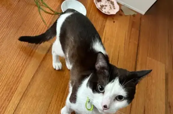 Lost pets Melbourne, photo: Lost cat, male, Coorigil Road, 67, Melbourne, Caulfield South — shy domestic short-haired cat