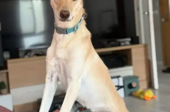 Perro perdido, Carrer Alcalá de Henares, 3, Banyeres del Penedès, El Vendrell — pelaje marrón amarillento claro - photo
