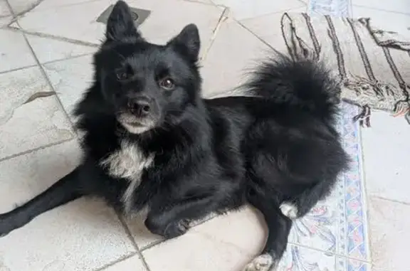 Búsqueda de mascotas, foto: Perro encontrado, Nicolás León, 28, Ciudad de México, Mexico City — negro con mancha blanca en el pecho