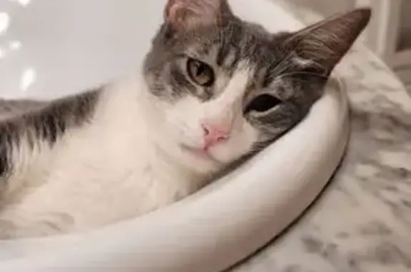Gato perdido, Carrer Prol Gabr Fuster Mayan, 17, Palma — gris y blanco, nariz rosada - photo