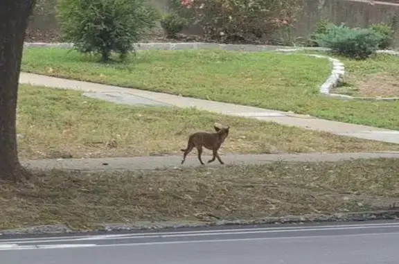 Found pets Louisville, photo: Found dog, West Broadway, 3806, Louisville — running west on Broadway