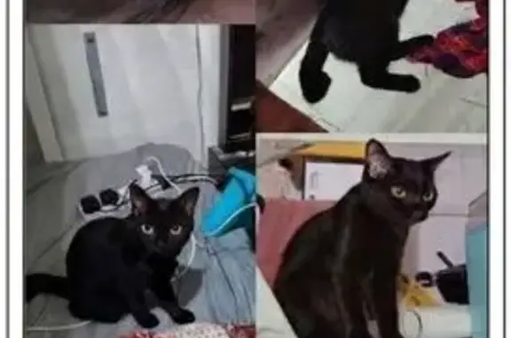 Lost cat, Singapore 270017, Hougang — bent tail tip and white chest spot - photo