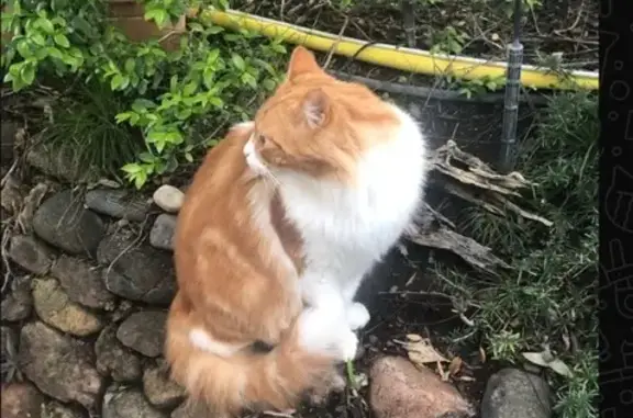 Gato perdido, Resinera Voladilla, Andalucía, Estepona — macho, 7 kg, rayas anaranjadas - photo