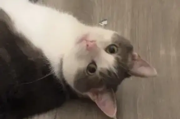 Lost pets West Milton, photo: Lost male cat, South Main Street, 1137, West Milton, West Milton — deformed arm