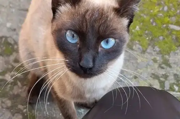 Gato perdido, Rua Canadá, 41 — fêmea com olhos azuis - photo