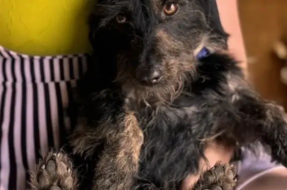 Lost male dog, Burt Street, 5810, Houston — wire-haired black dachshund - photo