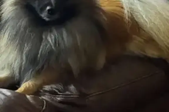 Lost pets Melbourne, photo: Lost dog, Merri-Bek City, Victoria, Melbourne — male Pomeranian last seen near The Avenue/The Grove