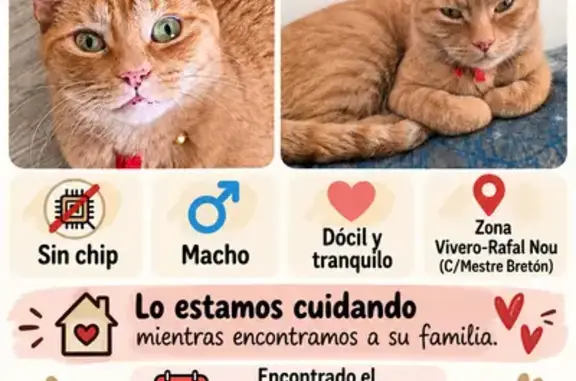 Gato naranja atigrado, de tamaño mediano, muy sociable y cariñoso con las personas. Lleva collar rojo y no tiene microchip. Encontrado en Vivero y visto también por Rafal Nou (Palma).