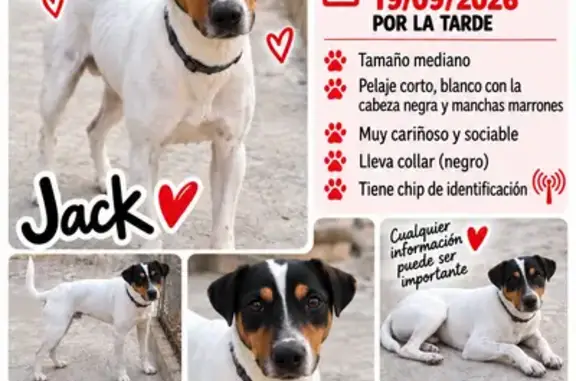 Perro perdido, Camino Campo de Abajo, 91F, Alcantarilla — muy cariñoso y sociable - photo