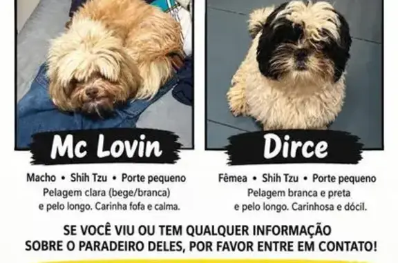 Cachorro perdido, Rua Madame Curie, 225 - photo