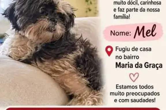 Cachorro perdido, Travessa Adr...