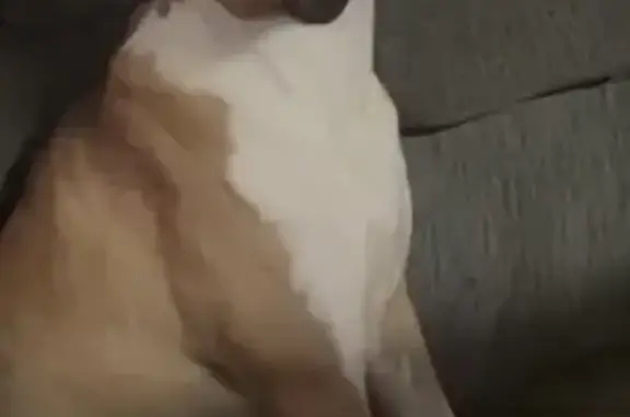 Found pets Jacksonville, photo: Found dog, University Club Boulevard, 5501, Jacksonville, Jacksonville — female brown-and-white puppy