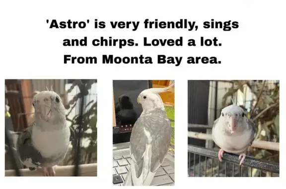 Lost bird, Moonta Bay, South Australia, Adelaide - photo