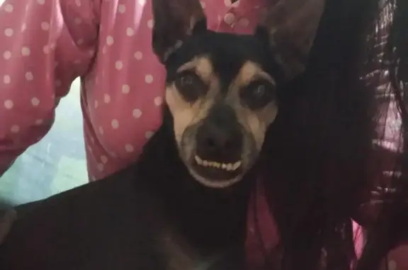 Cachorro perdido, Praia Grande...