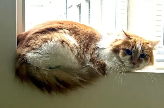 Lost cat, female, President Avenue, Mascot — green eyes and long hair - photo