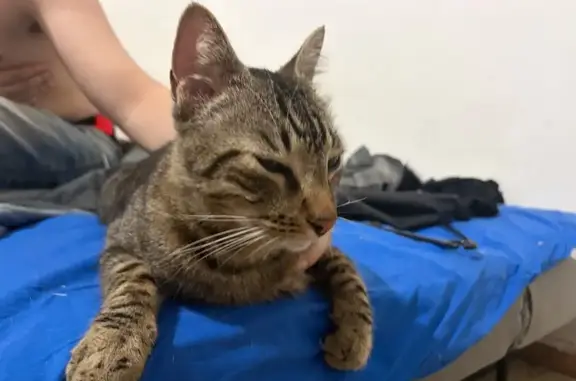 Gato encontrado Terrassa, foto: Gato encontrado, Carrer d'Estanislau Figueras, 130, Terrassa — tiene una cicatriz en la espalda