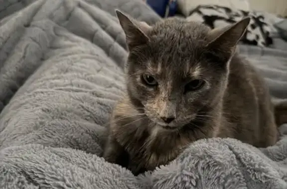 Lost cat, Lindenwood Lane, Irving, Arlington — female with a grey and orange coat - photo