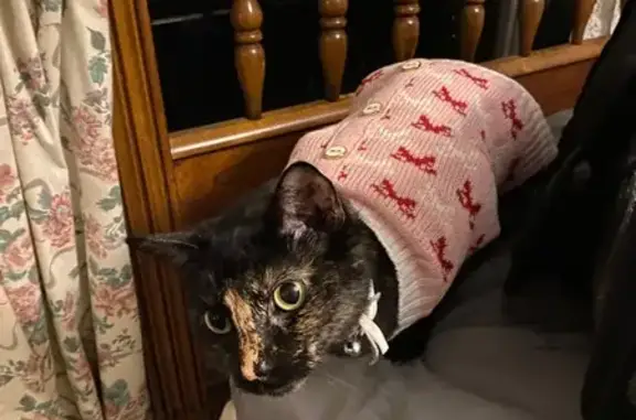 Lost pets Round Rock, photo: Lost cat, Jerusalem Drive, 1717, Round Rock — female with a distinct brown nose mark