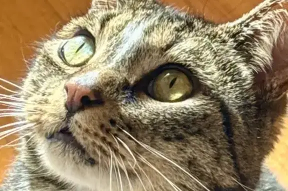 Lost pets Maribyrnong, photo: Lost cat, Glengala Road, 227, Brimbank, Maribyrnong — tabby with white chest