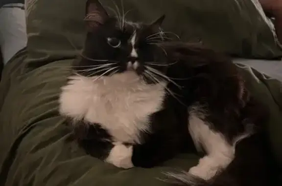 Lost cat, female, Kingston, Tasmania, Kingston — long-haired black and white cat with one eye - photo