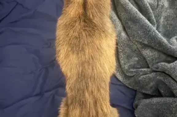 Lost pets Irving, photo: Lost female cat, Lindenwood Lane, 8705, Irving — grey and skinny