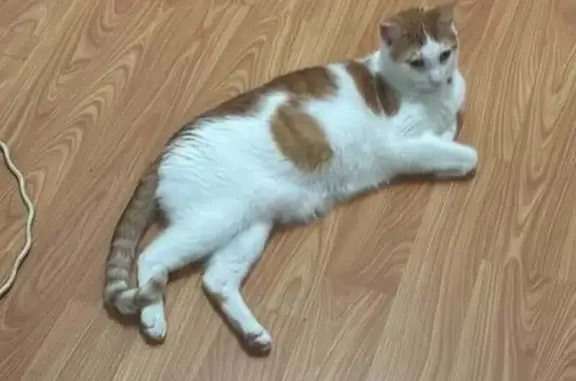 Found cat Sydney, photo: Lost male cat, Oxford Street, Sutherland Shire Council, Sydney — white and ginger with a collar and bell