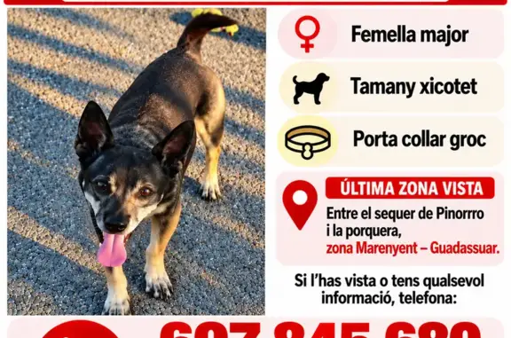 Perdido perro, Guadasuar, Comunidad Valenciana, Algemesi — hembra de tamaño pequeño - photo