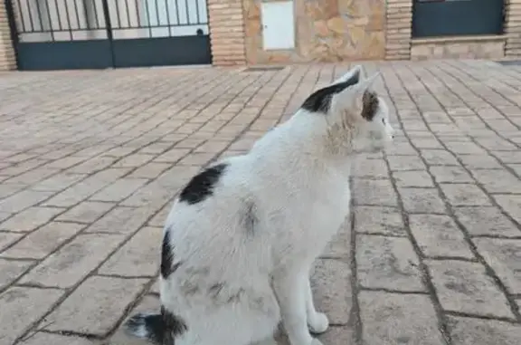Gato encontrado, Calle Santiag...