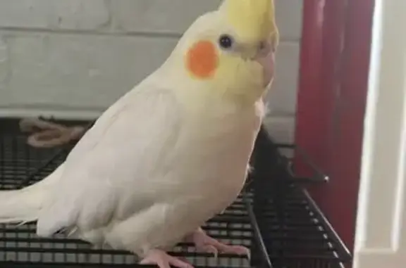Lost pets Gosnells, photo: Lost female bird, Tonbridge Way, 17, Perth, Gosnells — shy and sings to a mirror