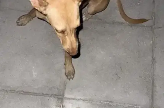 Perro encontrado Ecija, foto: Encontrado perro macho, Écija, Andalucía, Ecija — color canela y ojos miel verdosos