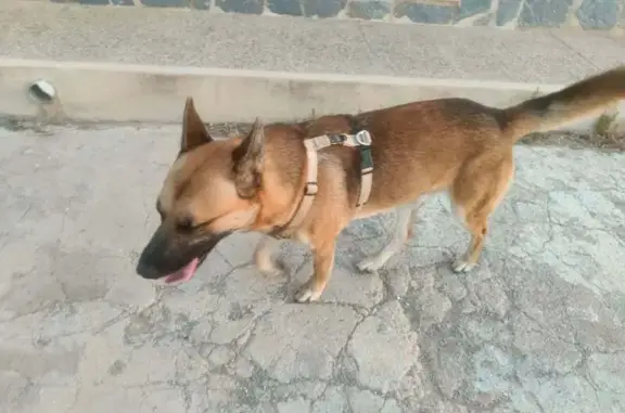 El perro es tamaño mediano tirando a grande. Color marrón-pardo con el hocico negro, parecido a un pastor belga. Pelo corto. Ha apecido en nuestra finca con síntomas de agotamiento. Es muy dócil y no ha tenido ningún problema con nuestros perros.