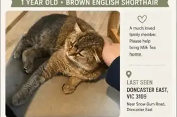 Lost pets Melbourne, photo: Lost male cat, Snow Gum Road, Manningham, Melbourne — short brown hair