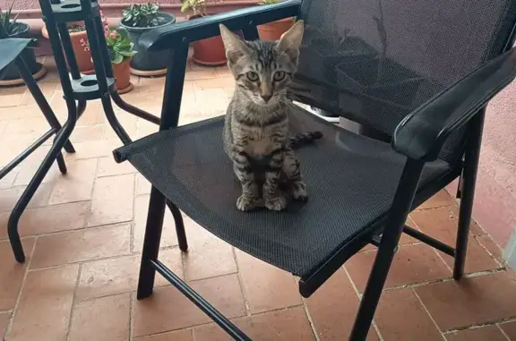 Gato perdido macho, Carrer del Dos de Maig, 42, Viladecans — atigrado, 4 meses - photo